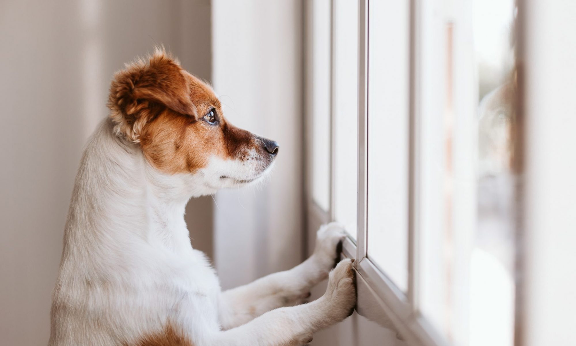 A white and brown dog propped up with his two front paws looking outside a window.