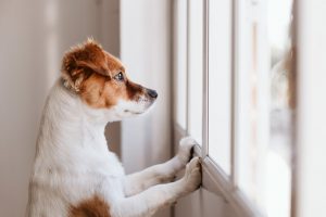 A white and brown dog propped up with his two front paws looking outside a window.