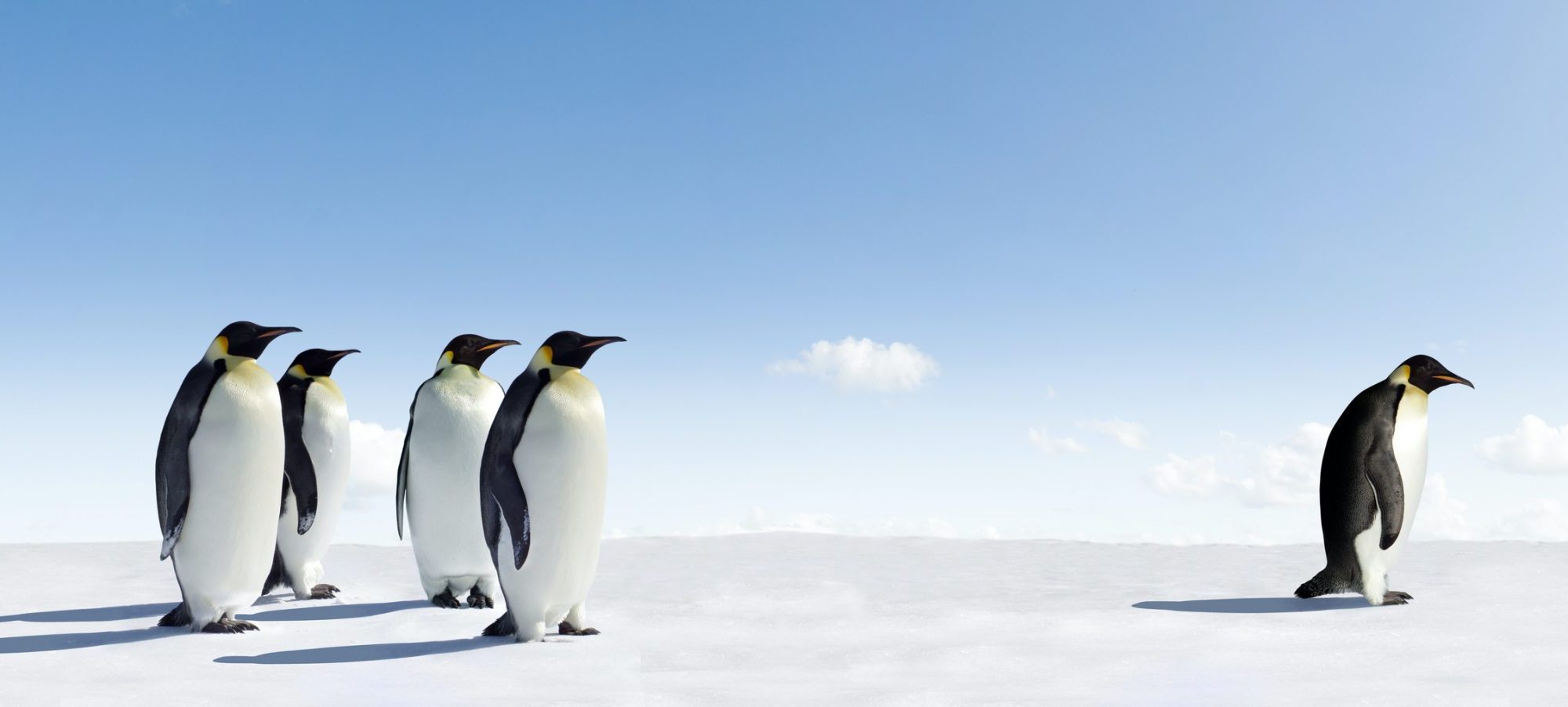 Here is a single penguin standing away from a group of penguins.