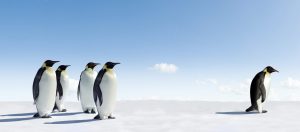 Here is a single penguin standing away from a group of penguins.