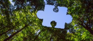 The trees in the sky with a giant outline of a puzzle shape gap in the middle reveals the sunny blue sky.